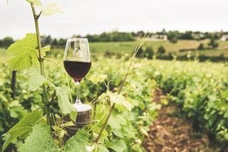 Verre à vin gravé : la gravure qui résiste au lavage